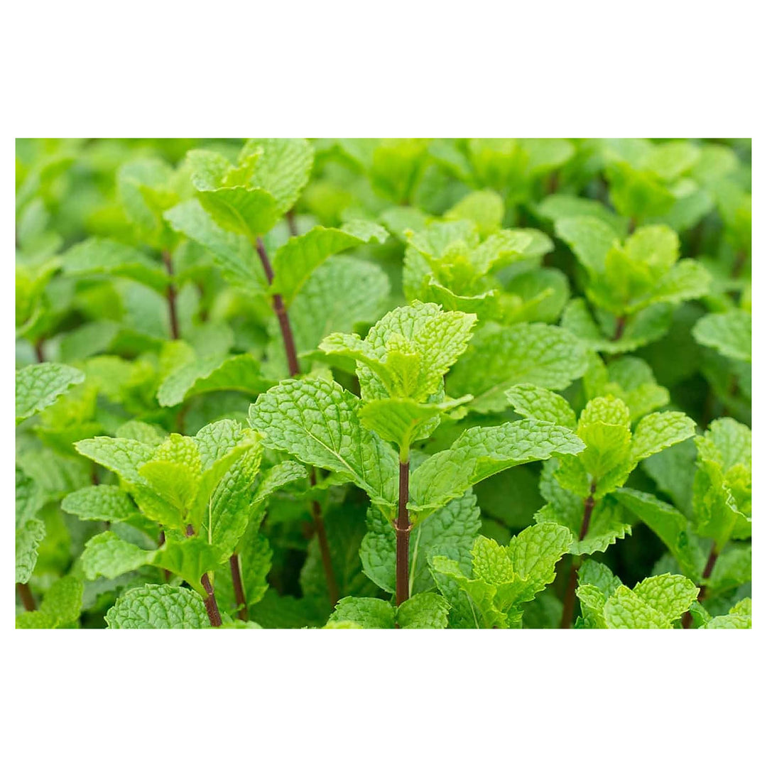 Mint Plant Seeds for Planting, 100 pcs | Neera Seeds product photo [neera-v4-b51b52d7dfa2ead5d034]