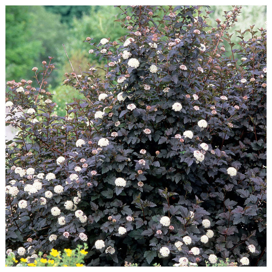 Ninebark Shrub Growing Hardy Ninebark Shrubs In Your Garden Or Landscape Flower Seeds Home | Neera Seeds product photo [neera-v4-b51b8b3a0a654c9f948a]
