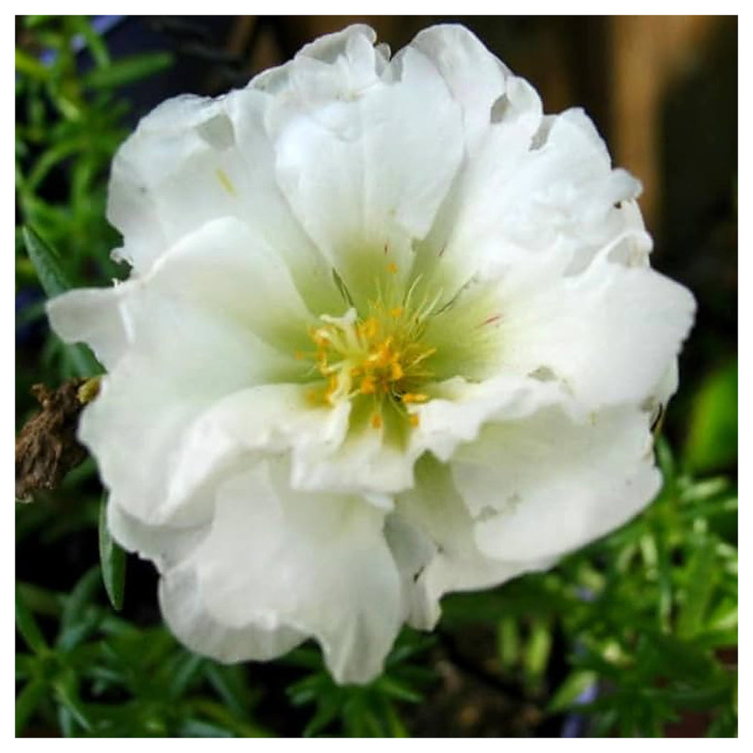 Portulaca Moss Rose Double Bloom Heat Tolerant Flower Seeds for Home Garden Planting, Ornamental | Neera Seeds product photo [neera-v4-b52101b38601edd27fc1]