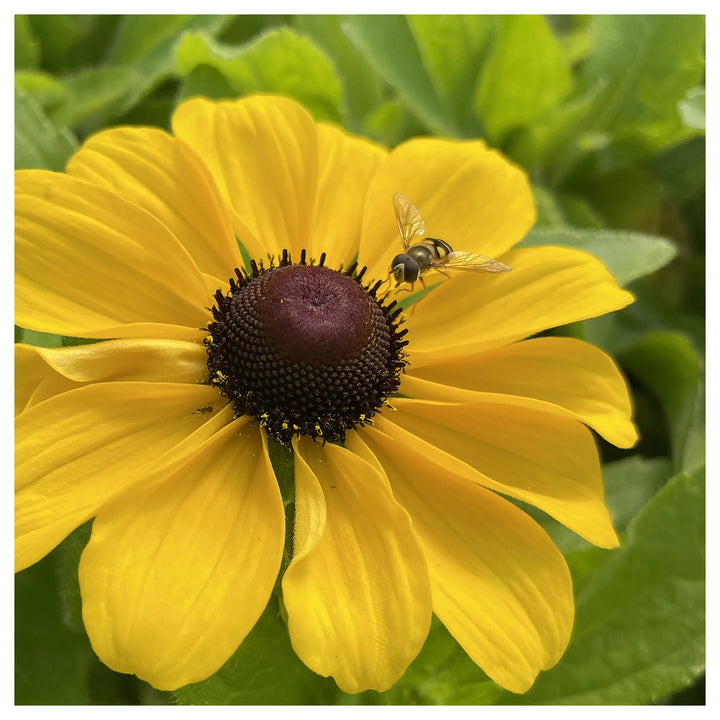 Rudbeckia hirta ‘Toto’ Black-Eyed Susan Seeds for Planting – Organic Heirloom &amp; Non-GMO Garden Flower Seeds | Neera Seeds product photo [neera-v4-b523c5c9d35f03b6f740]