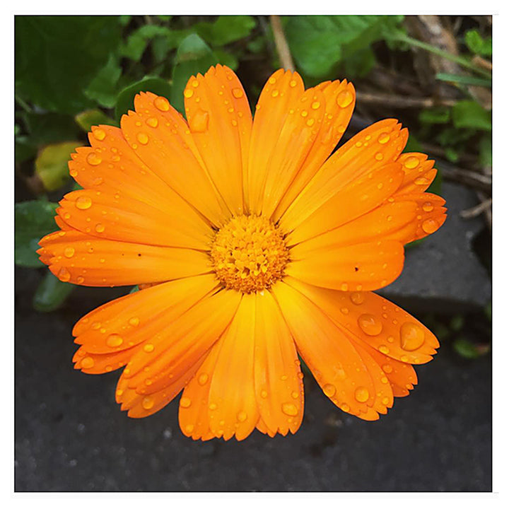 Heirloom Non-GMO Autumn Sowing Flower Seeds – Cool Season Hardy Garden Blooms for Planting | Neera Seeds product photo [neera-v4-b523e84b1ad5469be81a]