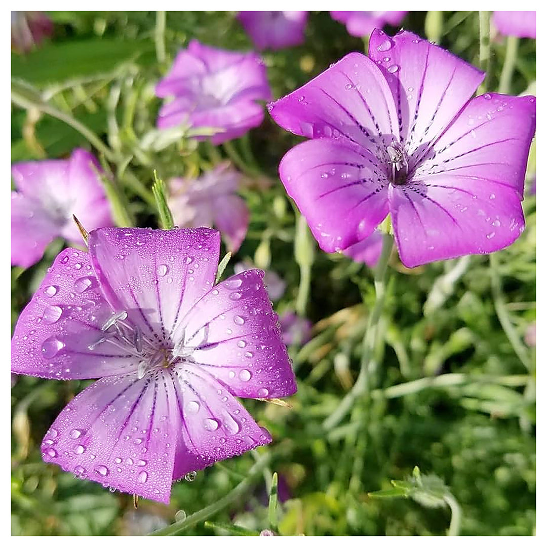Heirloom Corncockle Flower Seeds, Non-GMO Graceful Wildflower Blooms for Cottage and Meadow Garden Planting | Neera Seeds product photo [neera-v4-b52406eb135977c69d78]