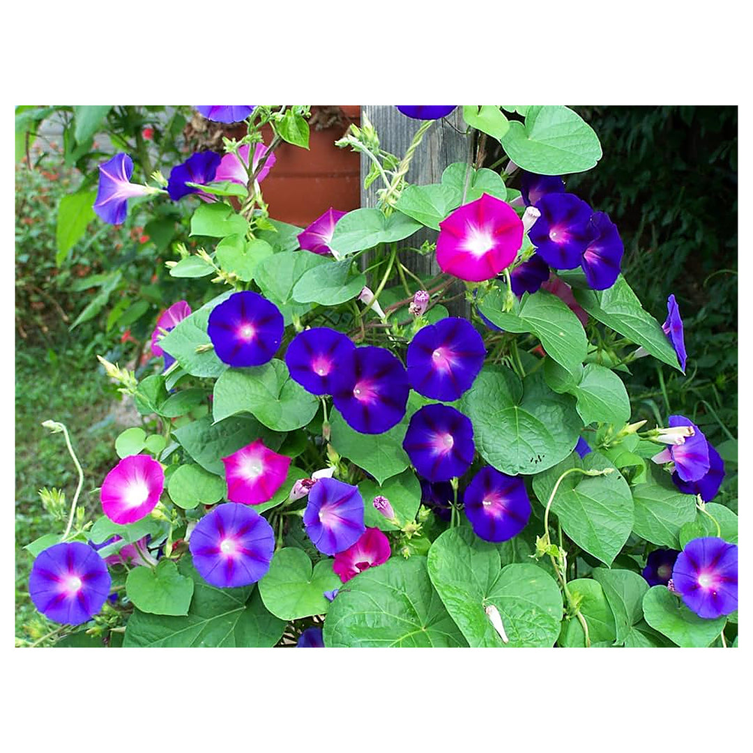 High Quality Italian Morning Glory Big Petunia Diy Rare Flower Air Purification Flower Seeds | Neera Seeds product photo [neera-v4-b52d8c5facf6edc6cfdf]