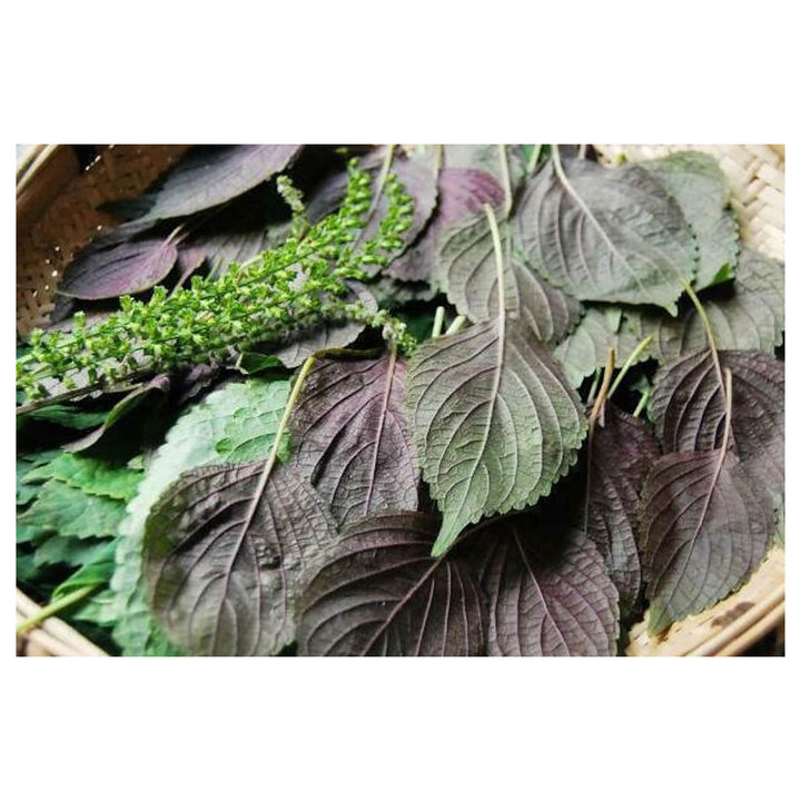 Purple &amp; Green Shiso Seeds for Planting – Japanese Basil Perilla frutescens var. crispa, Heirloom, Non-GMO, High Ge | Neera Seeds product photo [neera-v4-b53e7ff10dc2d60465ac]