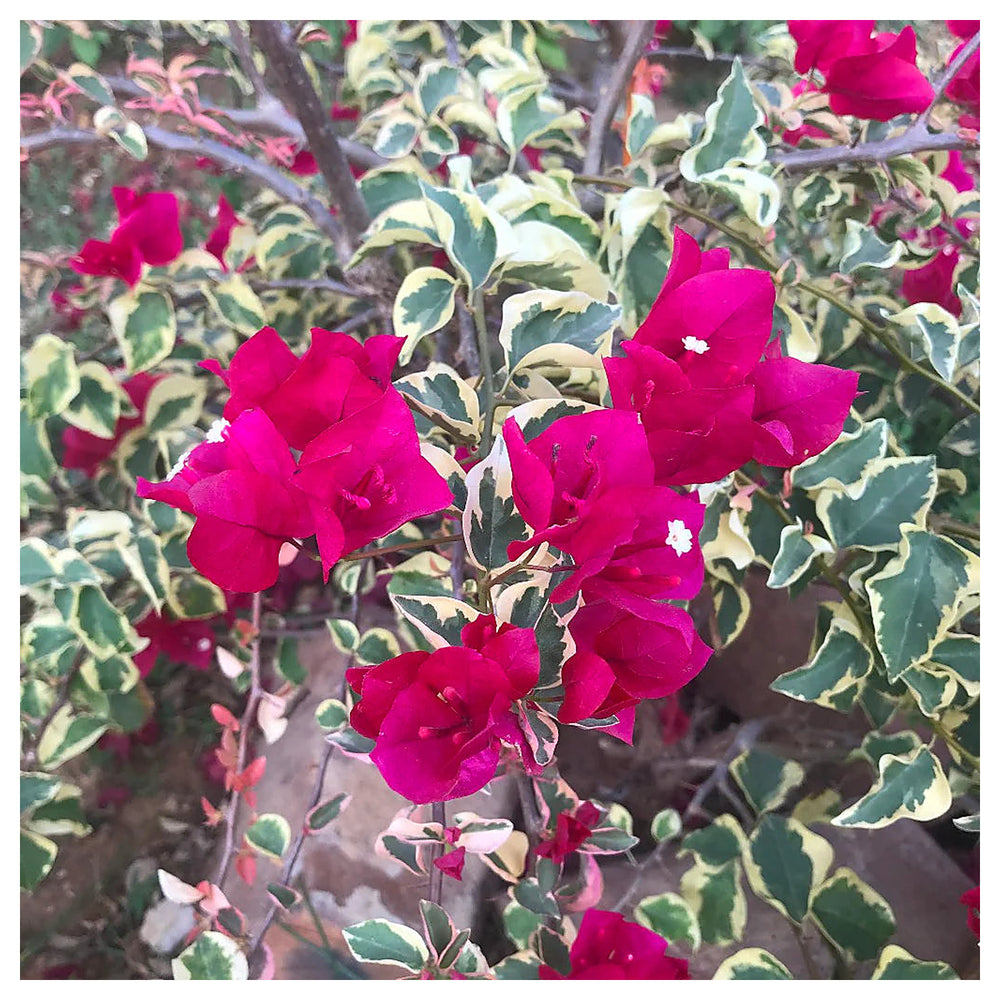 Raspberry Ice Bougainvillea spectabilis flower seeds for Planting - Heirloom & Non-GMO Garden Seeds | Neera Seeds product photo [neera-v4-b5482f0991b1e875aed3]