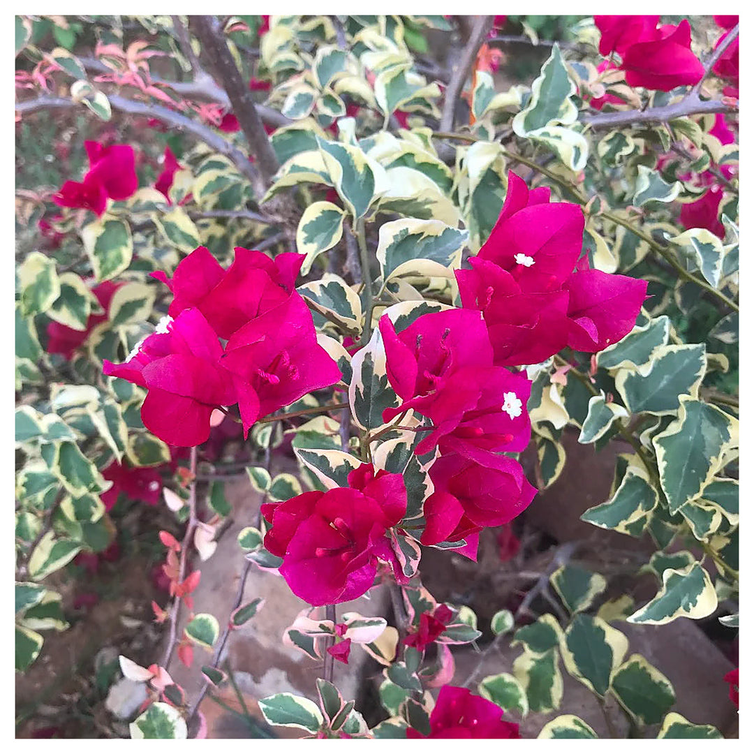 Raspberry Ice Bougainvillea spectabilis flower seeds for Planting - Heirloom & Non-GMO Garden Seeds | Neera Seeds product photo [neera-v4-b5482f0991b1e875aed3]