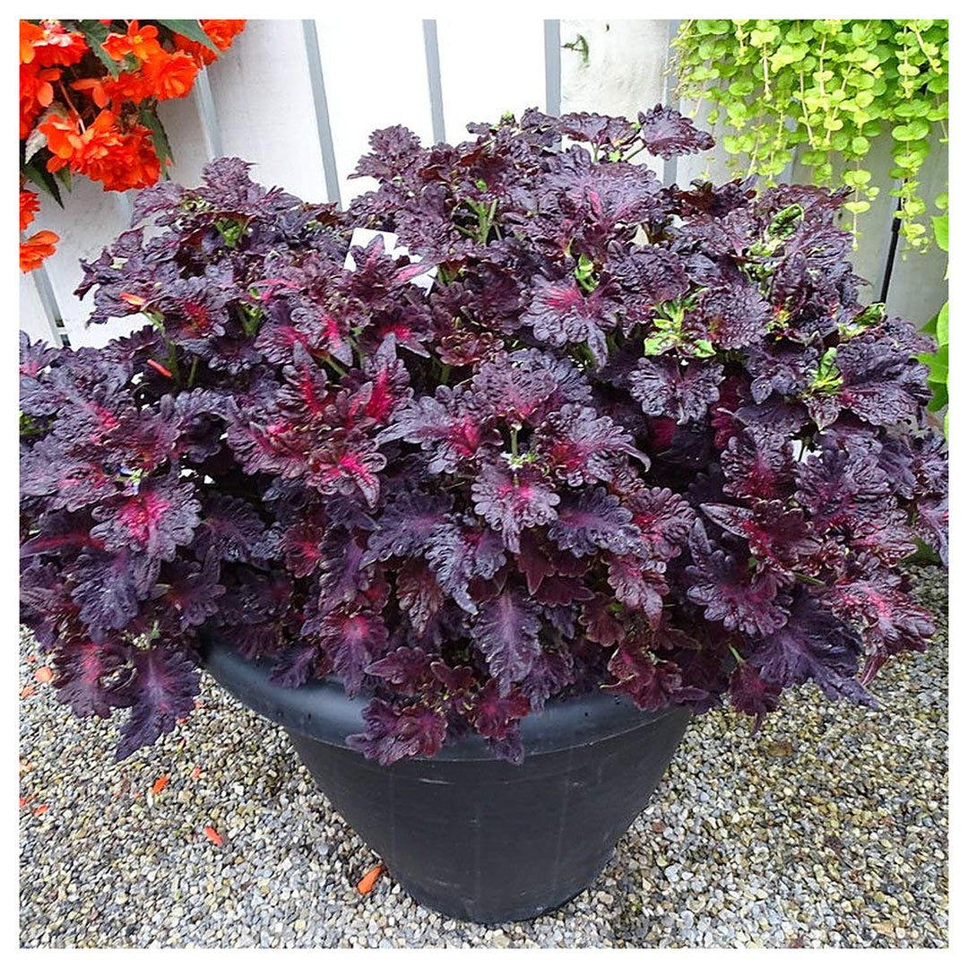 Rainbow Dragon Coleus Coleus Blumei For Planting In Container Garden Flower Seeds for Home Garden | Neera Seeds product photo [neera-v4-b549043ab44cbc57a79c]