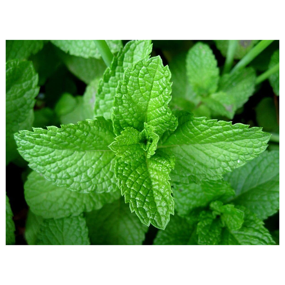 Mint Vegetable Seeds for Planting | Heirloom, Non-GMO, High Germination Organic Garden Seeds | Neera Seeds product photo [neera-v4-b55d6f2655e7d2ebf02e]