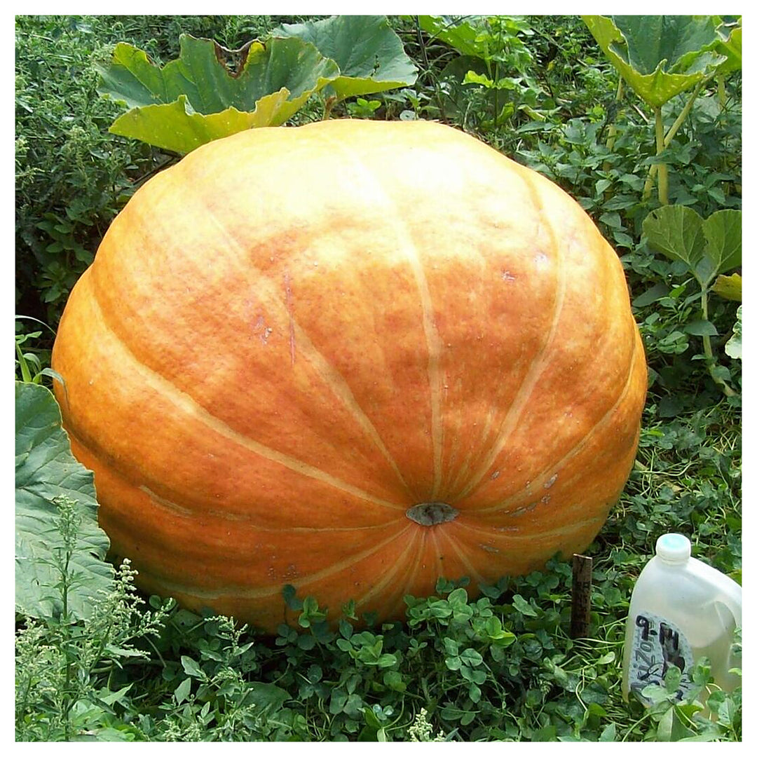 Wallace Whoppers Giant Pumpkin Seeds – Heirloom, Non-GMO, High Germination Organic Garden Seeds | Neera Seeds product photo [neera-v4-b564c4c66a92749079ce]