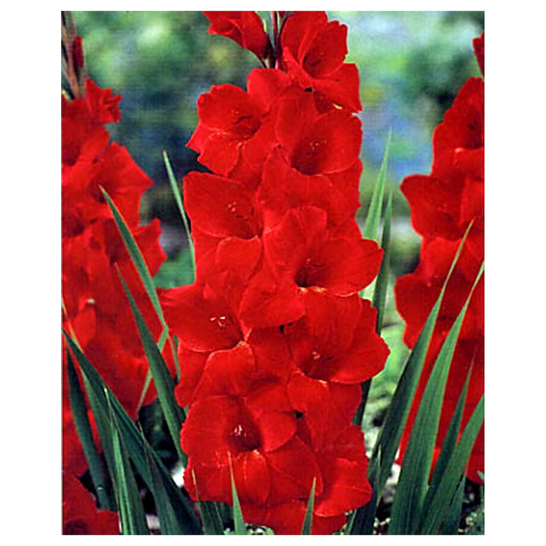 Non-GMO Deep Red Gladiolus Flower Seeds for Garden Planting – Tall Blooming Spikes | Neera Seeds product photo [neera-v4-b571ae5268d0744a59d6]