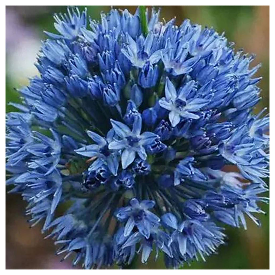 Giant Onion Planting Allium Giganteum Garden Flowers Flower Seeds Home Garden Planting, | Neera Seeds product photo [neera-v4-b5a8a0eca3d367794f16]