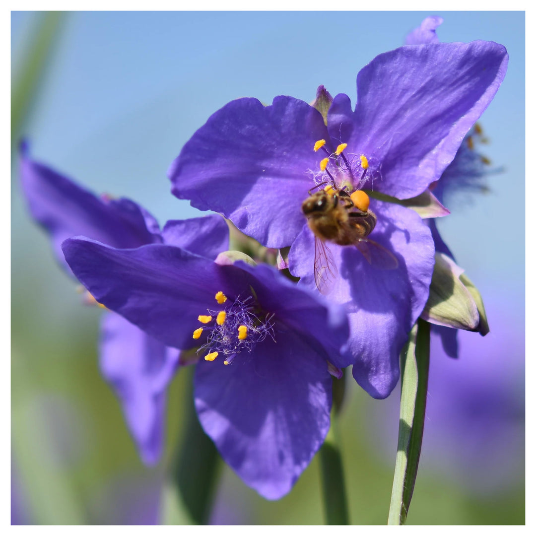 Heirloom Non-GMO Tradescantia Spiderwort Flower Seeds for Planting – Perennial Garden Blooms | High Germination | Neera Seeds product photo [neera-v4-b5ac8da84f75b2b84a46]
