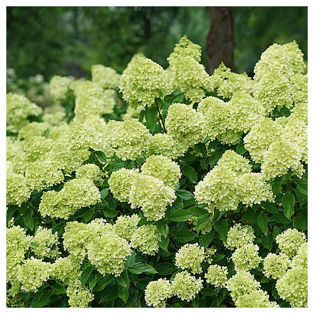 Little Lime Hydrangea Flower Seeds for Planting | Heirloom Non-GMO High Germination Organic Garden Seeds | Neera Seeds product photo [neera-v4-b5bb71b799557cae1a1b]