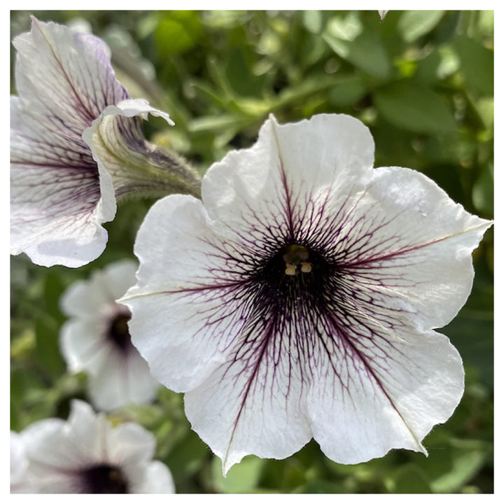 White &amp; Black Petunia Flower Seeds for Planting | Heirloom Non-GMO Organic Garden Seeds | High Germination Beautifu | Neera Seeds product photo [neera-v4-b5c5de4f6556bf3be5ab]