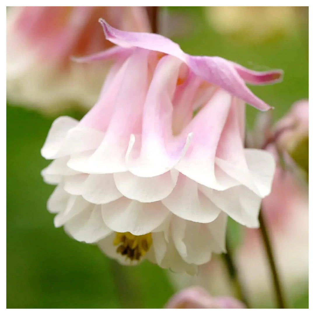 Heirloom Non-GMO Aquilegia Columbine Flower Seeds for Planting – Colorful Perennial Garden Blooms | Neera Seeds product photo [neera-v4-b5d65fda940d9c78572c]