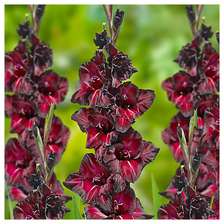 Heirloom Non-GMO Gladiolus Flower Seeds – High Germination Organic Garden Seeds for Tall Vibrant Blooms | Neera Seeds product photo [neera-v4-b5d691c71358698b455f]