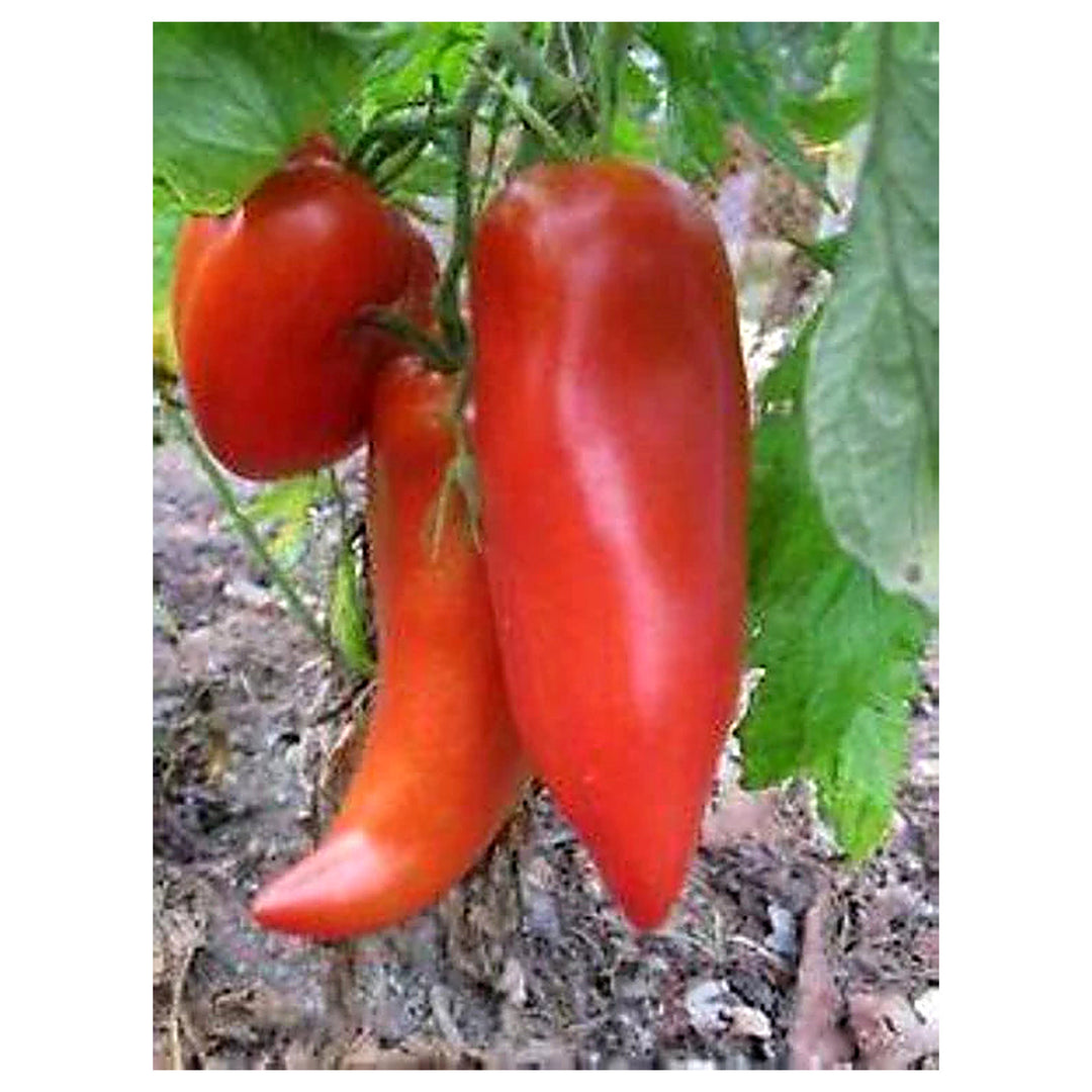 Opalka Tomato Seeds for Planting – Heirloom, Non-GMO, High Germination Organic Vegetable Garden Seeds | Neera Seeds product photo [neera-v4-b5d9fac5e9c19329c334]