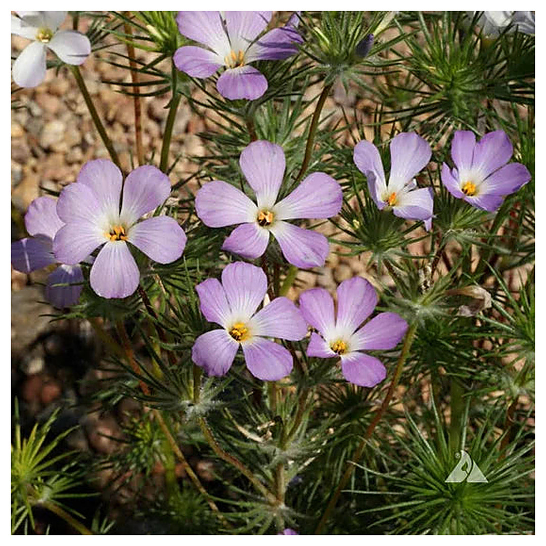 Lavender Linanthus Flower Seeds for Planting – Heirloom, Non-GMO Seeds for Fragrant Garden Blooms | Neera Seeds product photo [neera-v4-b5dc6b4e295f6ce3d849]
