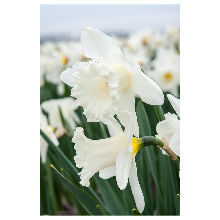 White Daffodil Flower Seeds for Planting – 100 Pcs, Heirloom, Non-GMO, High Germination Organic Garden Seeds | Neera Seeds product photo [neera-v4-b5fce8244f566b16b882]