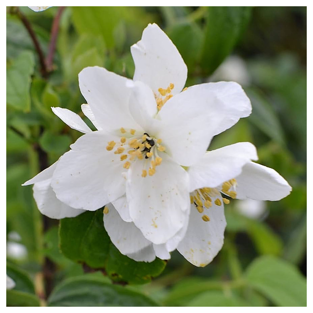 White Philadelphus Coronarius Flower Seeds – Heirloom Non-GMO Mock Orange Blooms for Fragrant Gardens | Neera Seeds product photo [neera-v4-b60bc4620ebcba1e8981]