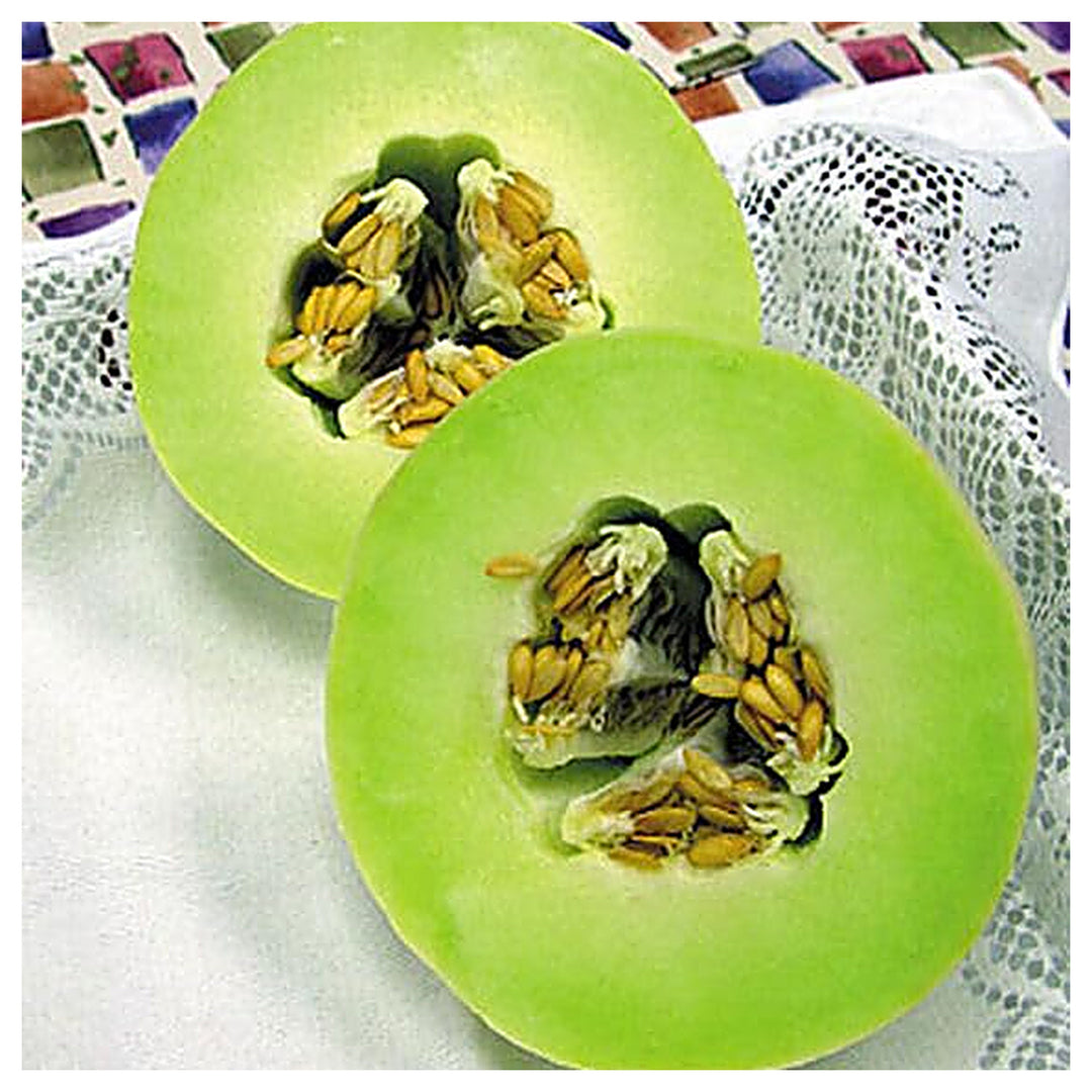 Green Flesh Honeydew Melon Seeds – Organic, Non-GMO Fruit Seeds for Garden Growing | Neera Seeds product photo [neera-v4-b612804744ce7d440dd1]