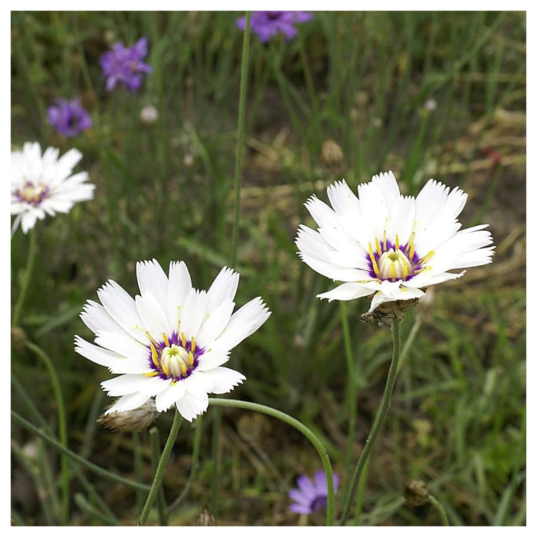 White Cupids Dart Flowers For Garden Flower Seeds for Home Garden Planting, Decorative Organic | Neera Seeds product photo [neera-v4-b61310d242b52c277b9c]