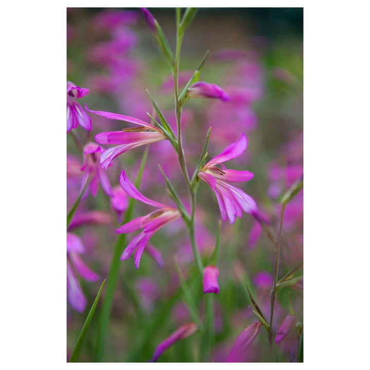 Heirloom Gladiolus Italicus Flower Seeds, Non-GMO Wild Gladiolus Blooms for Vibrant Garden Planting | Neera Seeds product photo [neera-v4-b625e014ccf9721c71a1]