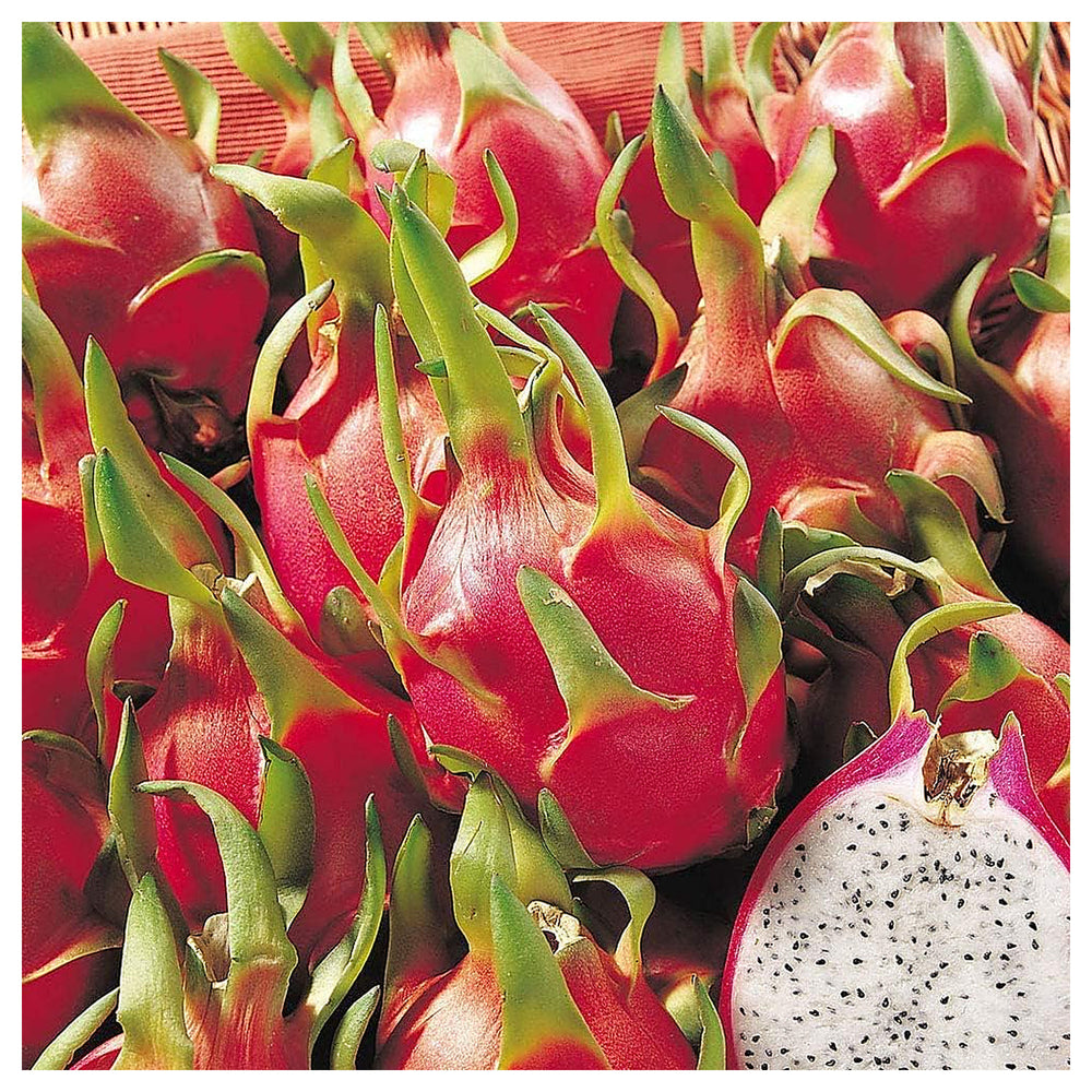 Pitaya (Dragon Fruit) Seeds for Growing – NON GMO Heirloom Seeds for Home Garden | Neera Seeds product photo [neera-v4-b6330322ae6fdf79b2e9]