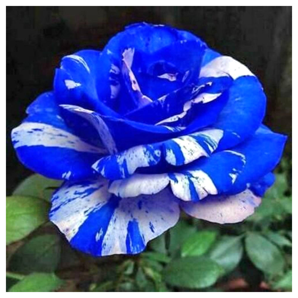 Tiger Stripe Blue Rose Seeds for Planting – Heirloom Non-GMO Flower Seeds for Gardens | Neera Seeds product photo [neera-v4-b63d75347bf74f960bd2]