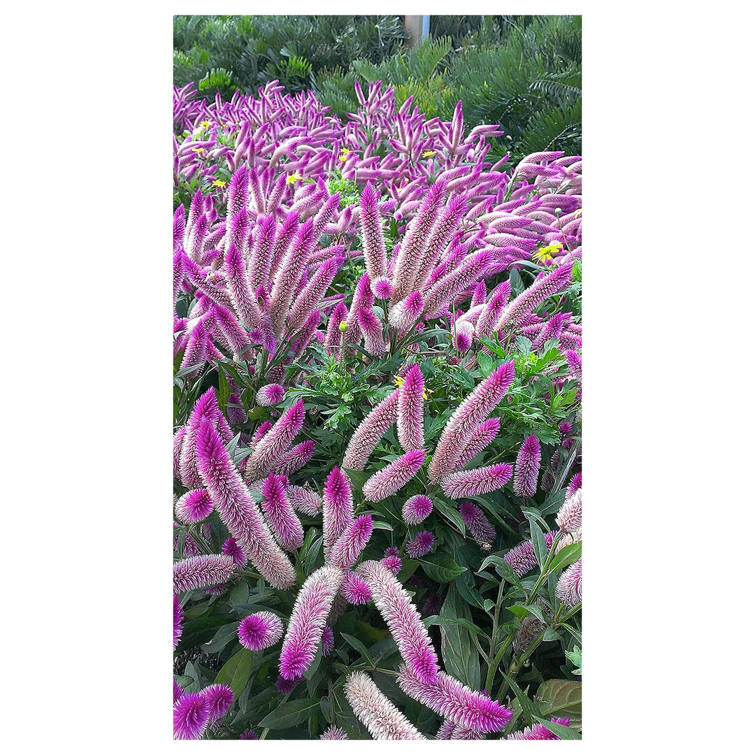 Celosia Spicata Flower Seeds, Heirloom, Non-GMO Unique Garden Accent Seeds | Neera Seeds product photo [neera-v4-b63f5171145f3ef2f198]