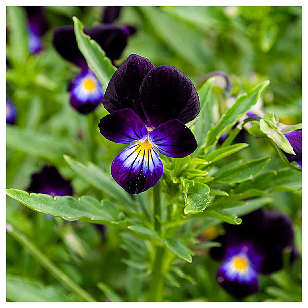 Violet Pansy Flower Seeds for Planting – Heirloom, Non-GMO, High Germination Garden Seeds | Neera Seeds product photo [neera-v4-b6458f17fa0c2f897ca7]