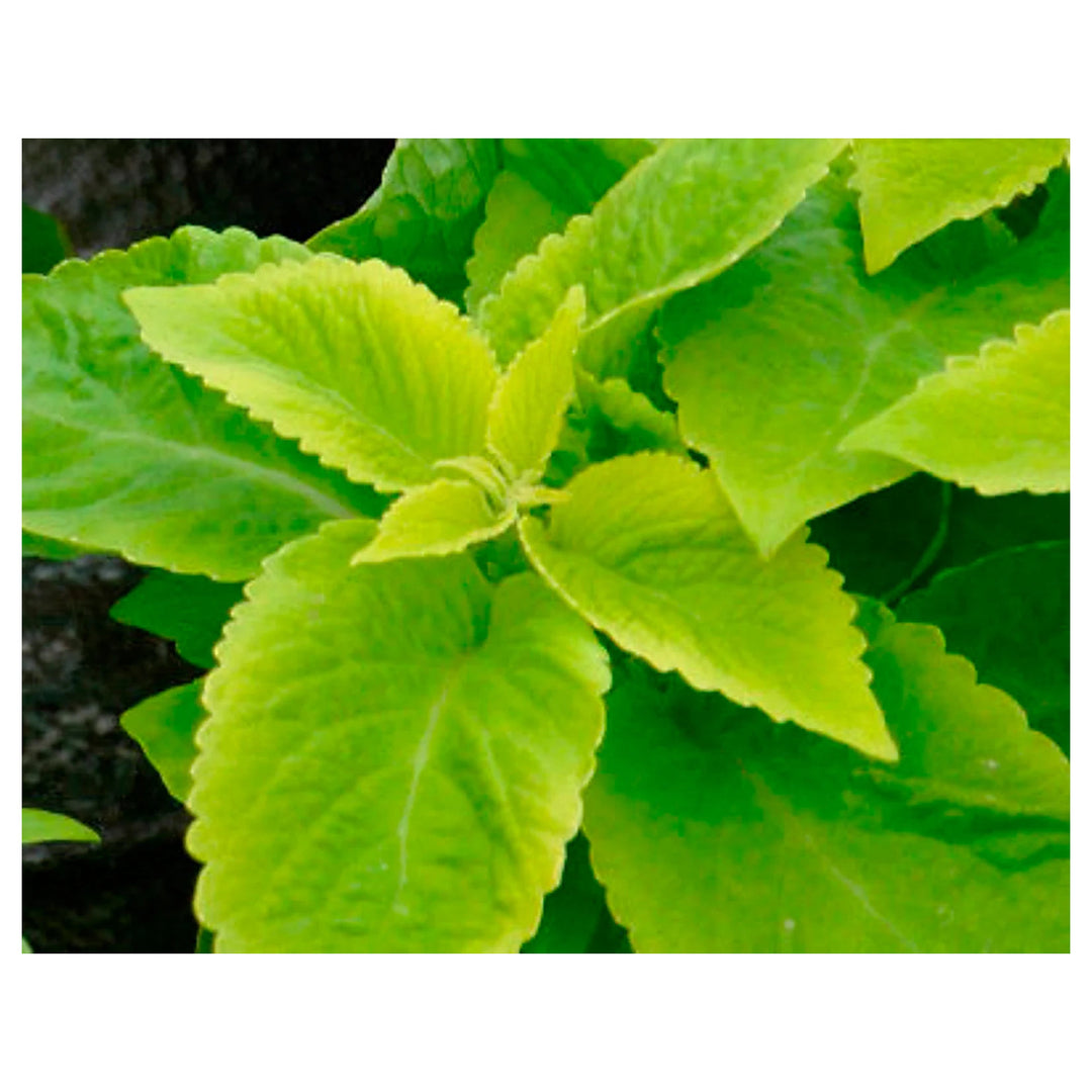 Lime Green Coleus Plant Seeds – Heirloom Non-GMO Seeds for Garden Planting | Neera Seeds product photo [neera-v4-b64c3f8b767f22df542a]