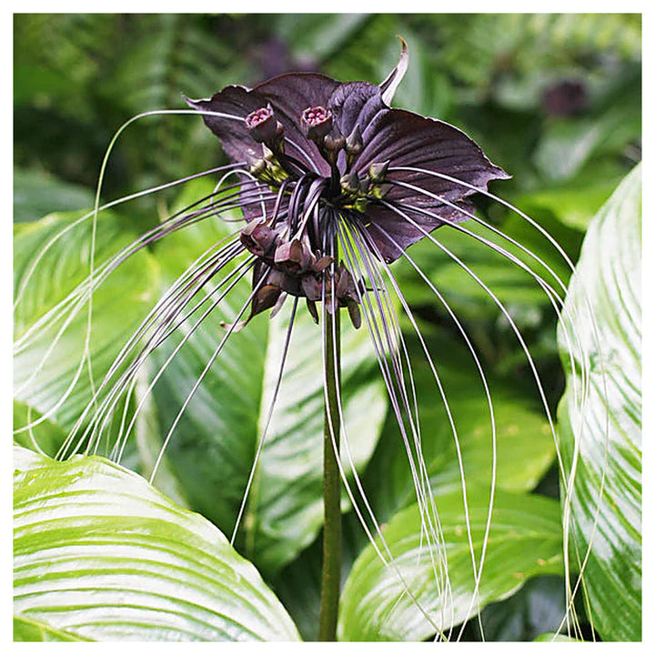 Black Tacca Chantrieri Plant Seeds – Heirloom Non-GMO Bat Flower Seeds for Exotic Tropical Gardens | Neera Seeds product photo [neera-v4-b6587eb3b214a9509e88]
