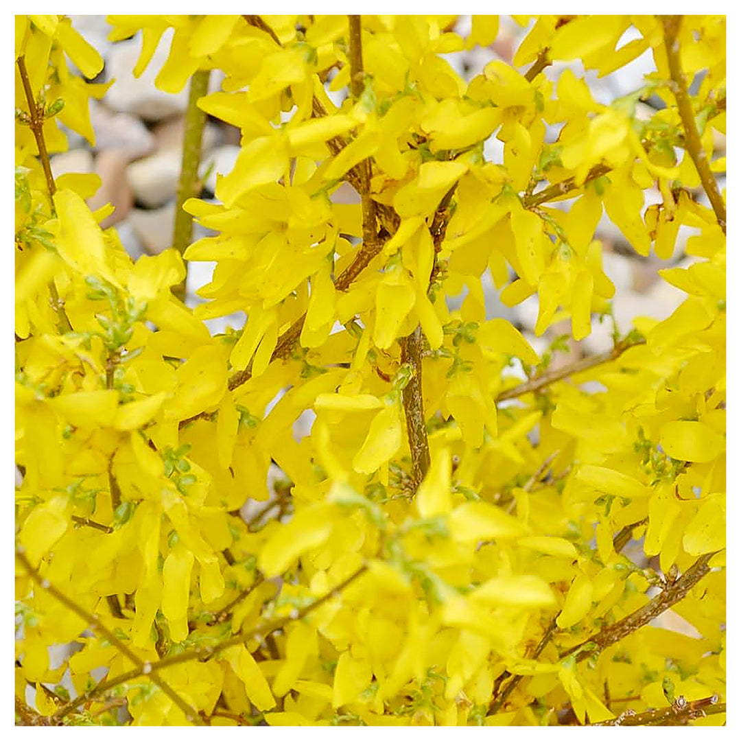 Forsythia For Planting Forsythia Spp For Early Spring Gardens And Hedges Flower Seeds for Home | Neera Seeds product photo [neera-v4-b66c16b529497b1cf3c7]
