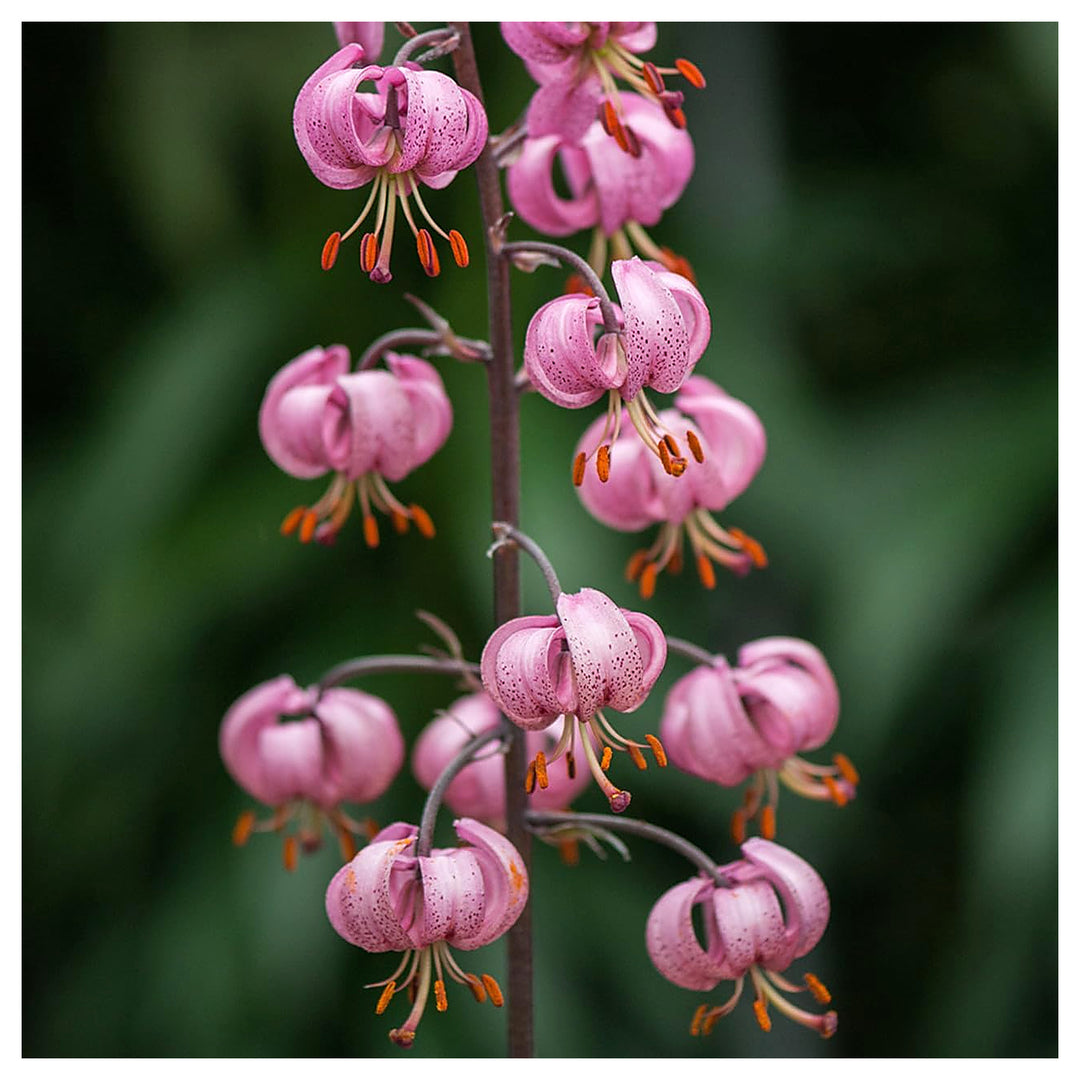 Heirloom Non-GMO Lilium Martagon Flower Seeds for Unique Garden Blooms and Woodland Planting | Neera Seeds product photo [neera-v4-b6752295c4afb67f7289]