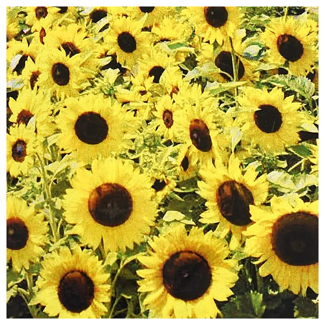 Suttons Sunflower Planting Flower Seeds Home Garden Planting, Decorative Organic Blooming | Neera Seeds product photo [neera-v4-b67acb1396d15ae31a26]