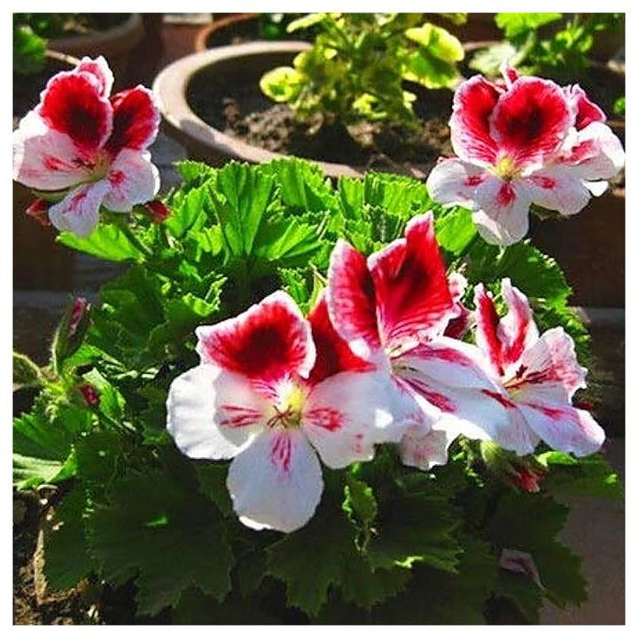 Burgundy Univalve Geranium Flower Seeds for Planting – Heirloom, Non-GMO, High Germination Rich Ornamental Bloom | Neera Seeds product photo [neera-v4-b680745649b76e3bc2b3]