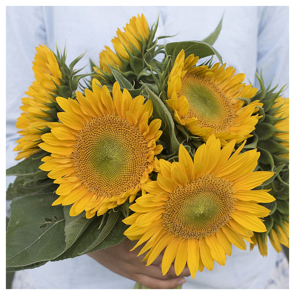 Heirloom Non-GMO Sunrich Gold Sunflower Seeds for Planting – Bright, Pollen-Free Blooms for Cutting Gardens | Neera Seeds product photo [neera-v4-b68383886ef4d7b4e3ad]