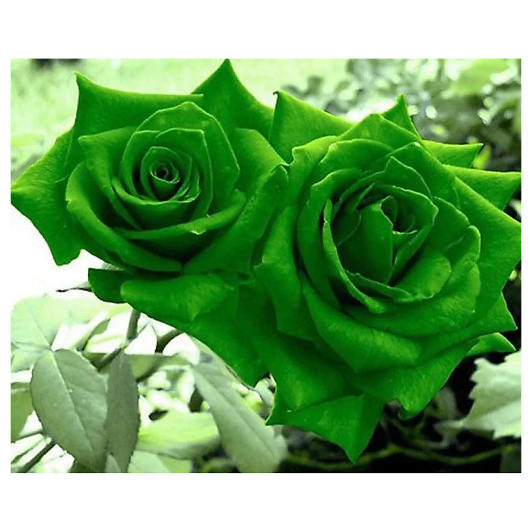 Green Dragon Rose Plant Seeds for Planting – Heirloom & Non-GMO Organic Garden Seeds | Neera Seeds product photo [neera-v4-b6871ed2e23679d92eab]