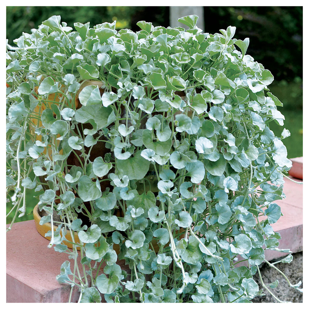 Dichondra Blue Seeds For Planting Organic Heirloom Non-GMO Trailing Plant High Germination Organic Garden Seeds Gro | Neera Seeds product photo [neera-v4-b68f857226a55ce5cfa1]
