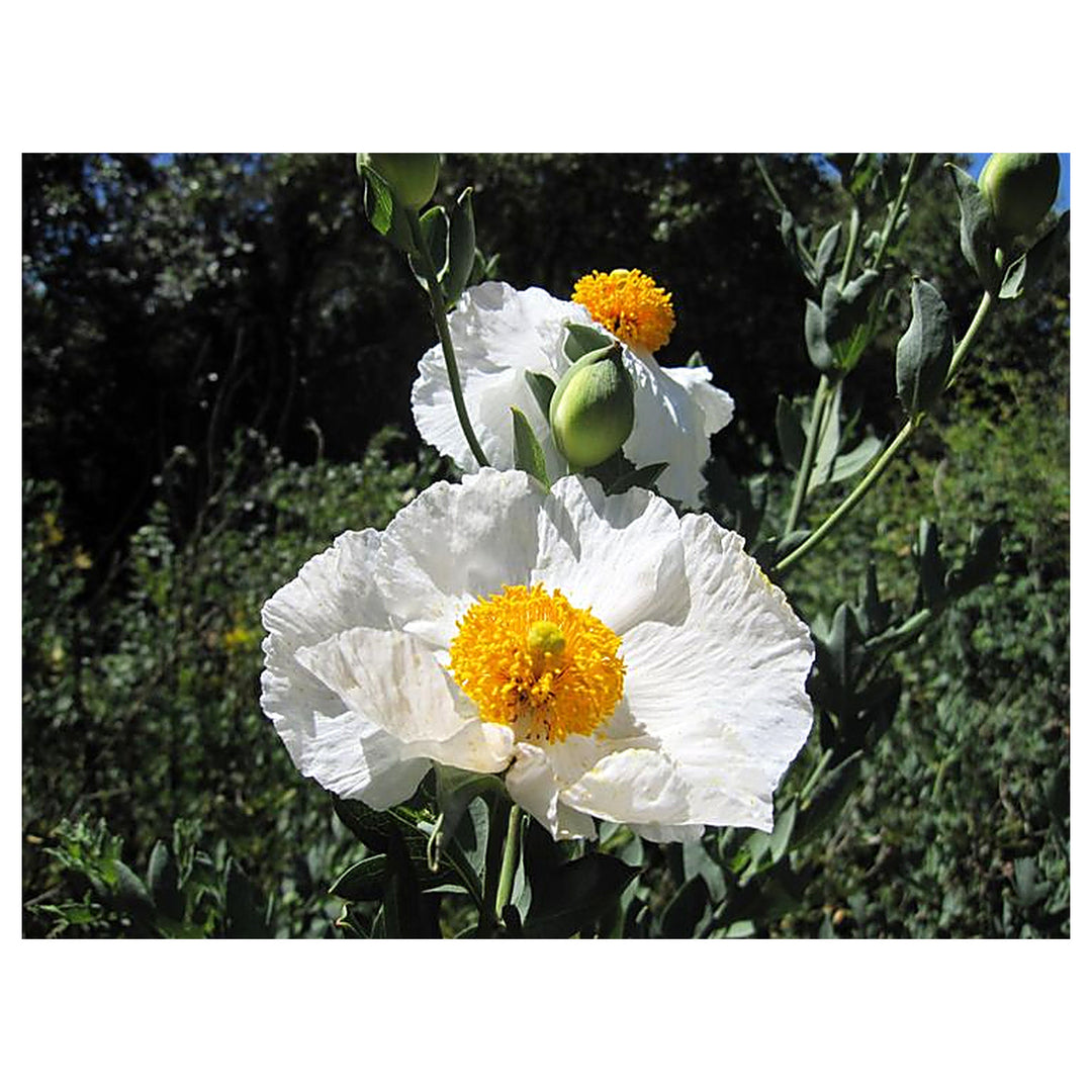 Romneya Coulteri Matilija Poppy Flower Seeds - Heirloom, Non-GMO, High Germination Organic Garden Seeds for Plantin | Neera Seeds product photo [neera-v4-b690f398b58af4a2f508]