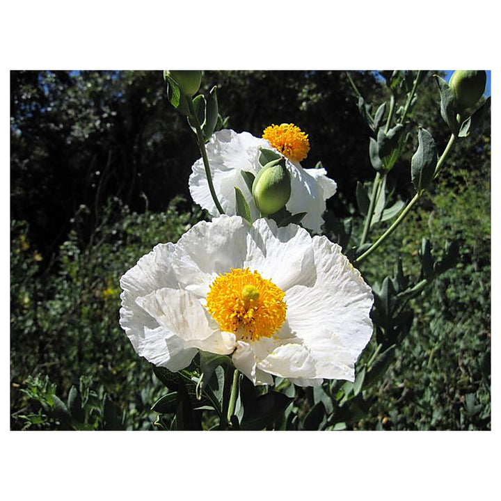 Romneya Coulteri Matilija Poppy Flower Seeds - Heirloom, Non-GMO, High Germination Organic Garden Seeds for Plantin | Neera Seeds product photo [neera-v4-b690f398b58af4a2f508]