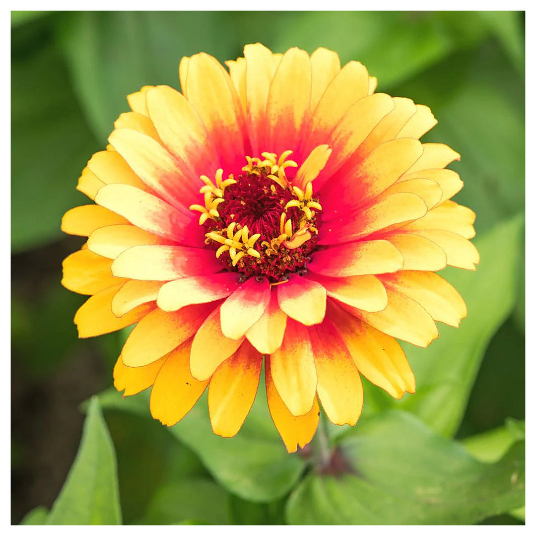 Pink Yellow Zinnia Flower Seeds for Planting – Vibrant Garden Blooms, Heirloom, Non-GMO, High Germination Seeds | Neera Seeds product photo [neera-v4-b692cf509d74d7992cf3]