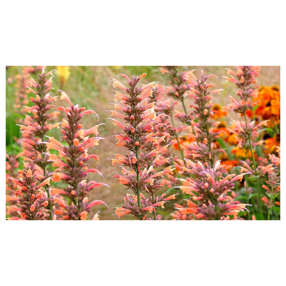 Heirloom Non-GMO Agastache Arizona Sunset Flower Seeds for Planting – Fragrant, Drought-Tolerant Blooms, High Germi | Neera Seeds product photo [neera-v4-b692fee6ddec72fa6d7c]