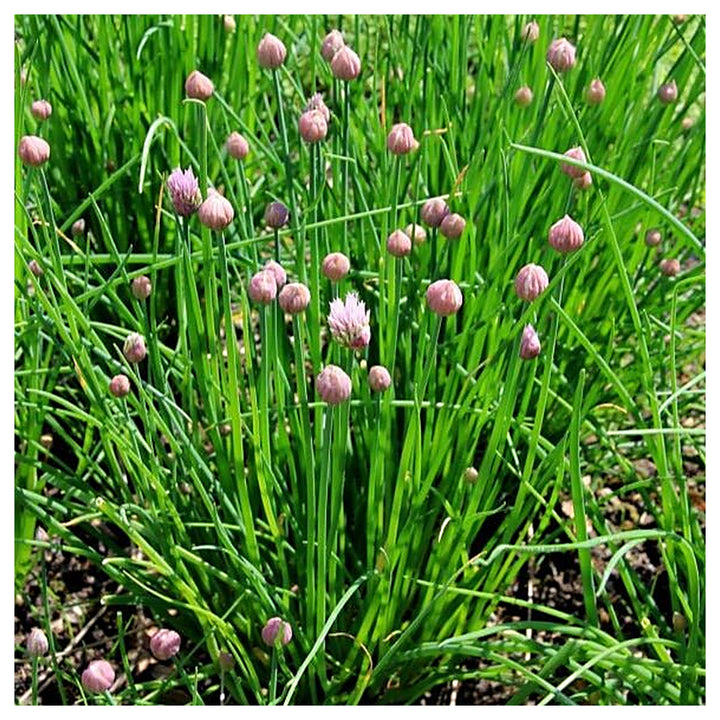 Onion Chives Herb Seeds for Planting – Heirloom &amp; Non-GMO Seeds for Culinary Gardens, Containers &amp; Edible Landscapi | Neera Seeds product photo [neera-v4-b6a058e93abf0d5e7c9d]