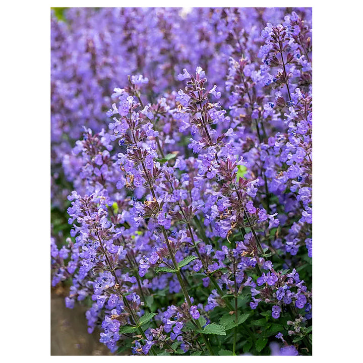 Persian Catmint (Nepeta mussinii) Seeds for Planting – Heirloom, Non-GMO, High Germination Organic Garden Seeds for | Neera Seeds product photo [neera-v4-b6b58111f3f2fd159fa4]