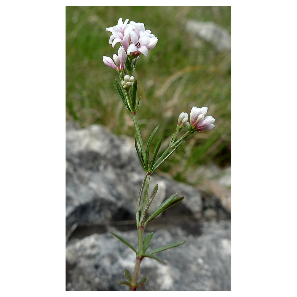 Heirloom Non-GMO Pink Woodruff Flower Seeds for Planting – Fragrant Shade-Loving Garden Blooms | Neera Seeds product photo [neera-v4-b6b73edab5a46f42c49b]