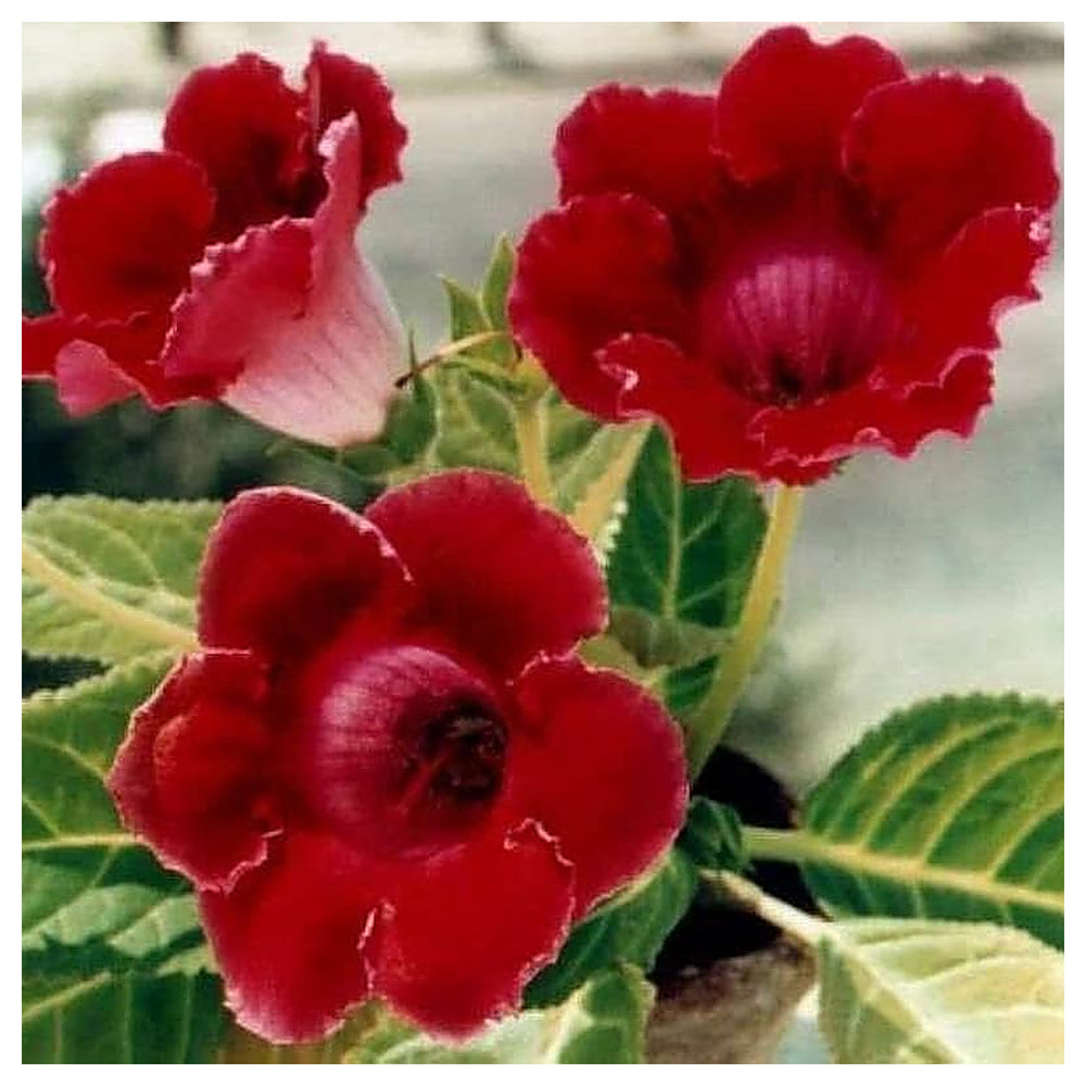 Deep Red Gloxinia Flower Seeds for Planting – Heirloom, Non-GMO, Organic Garden Seeds with High Germination for Vib | Neera Seeds product photo [neera-v4-b6b74d8600f5de6af281]