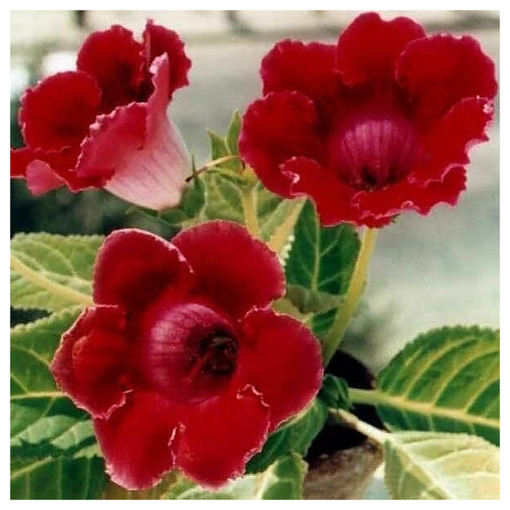 Deep Red Gloxinia Flower Seeds for Planting – Heirloom, Non-GMO, Organic Garden Seeds with High Germination for Vib | Neera Seeds product photo [neera-v4-b6b74d8600f5de6af281]