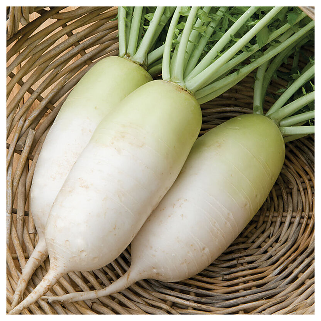 Heirloom Alpine Radish Vegetable Seeds for Planting, Non-GMO, High Germination Organic Garden Seeds | Neera Seeds product photo [neera-v4-b6cd21983f81dcd9b314]